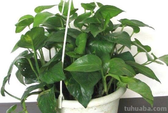 绿萝好养吗,绿萝的养殖方法和注意事项 绿萝好养吗,绿萝的养殖方法和注意事项