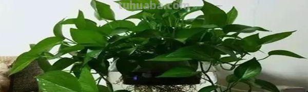 绿萝怎么水培(附养护方法) 绿萝怎么水培(附养护方法)