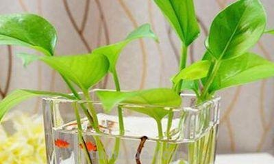 绿萝怎么水培(附养护方法) 绿萝怎么水培(附养护方法)