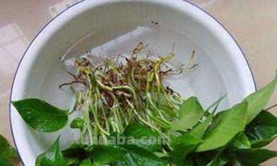 绿萝怎么水培(附养护方法) 绿萝怎么水培(附养护方法)