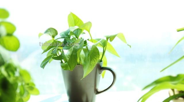 不想换盆，如何让绿萝常年保持满盆的状态？