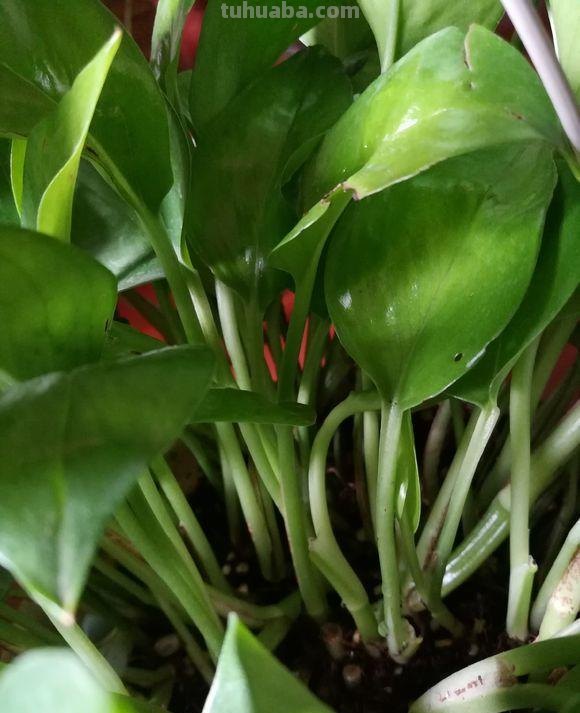 最全面的绿萝的养殖方法，按照方法来，养出爆盆绿萝很简单