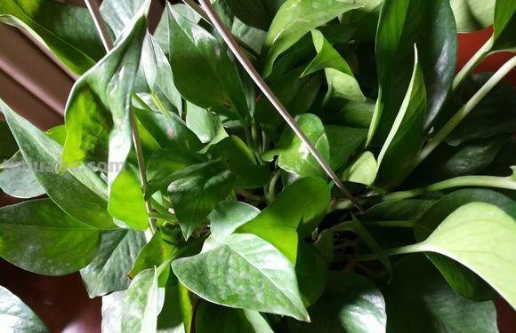 最全面的绿萝的养殖方法，按照方法来，养出爆盆绿萝很简单