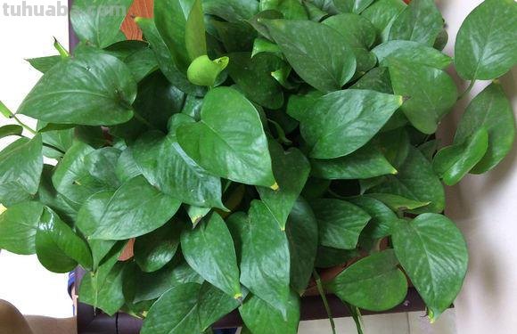 最全面的绿萝的养殖方法，按照方法来，养出爆盆绿萝很简单