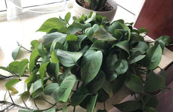 最全面的绿萝的养殖方法，按照方法来，养出爆盆绿萝很简单