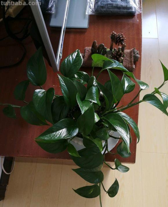 最全面的绿萝的养殖方法，按照方法来，养出爆盆绿萝很简单