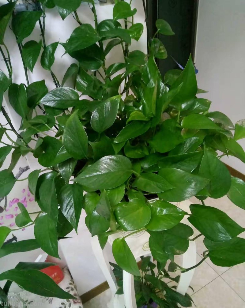 绿萝能晒太阳吗？做好一点，叶片翠绿生长更快，长成茂盛的小森林