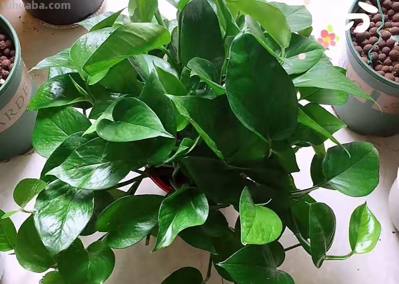 绿萝能晒太阳吗？做好一点，叶片翠绿生长更快，长成茂盛的小森林