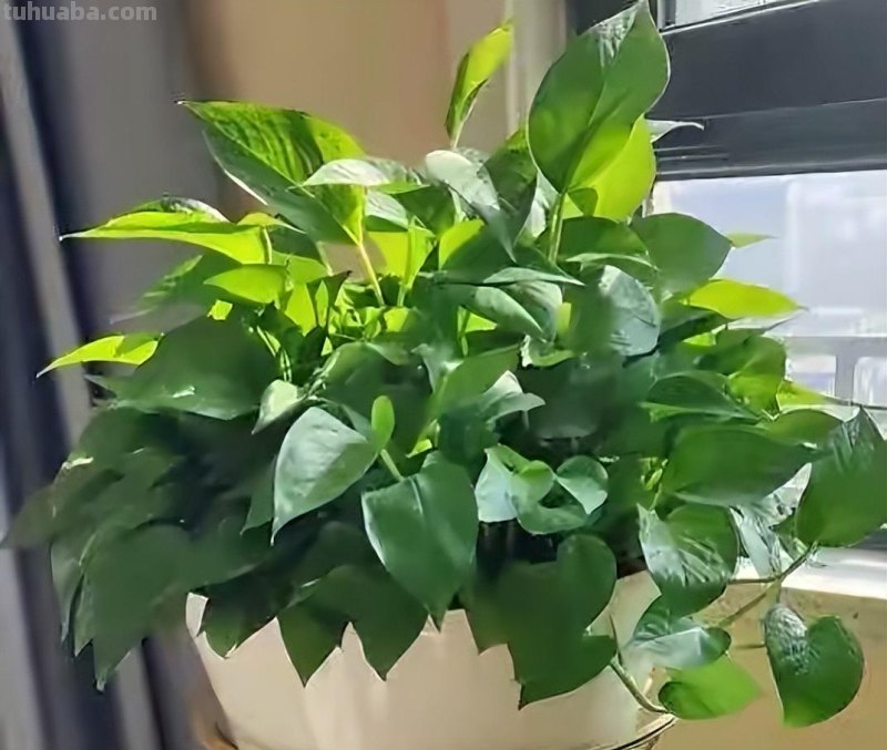 绿萝能晒太阳吗？做好一点，叶片翠绿生长更快，长成茂盛的小森林