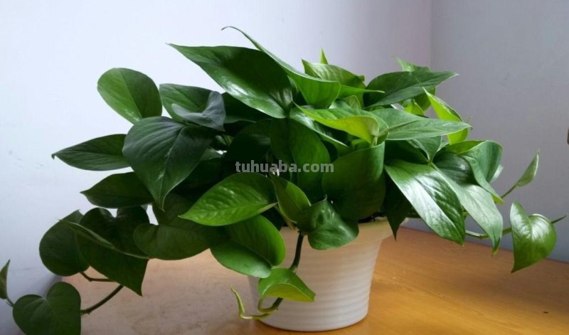 绿萝能晒太阳吗？做好一点，叶片翠绿生长更快，长成茂盛的小森林