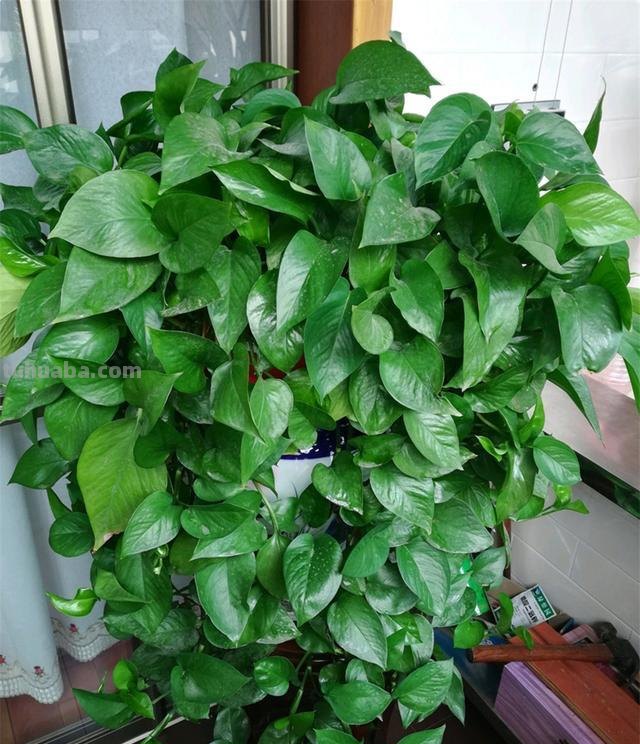 绿萝能晒太阳吗？做好一点，叶片翠绿生长更快，长成茂盛的小森林