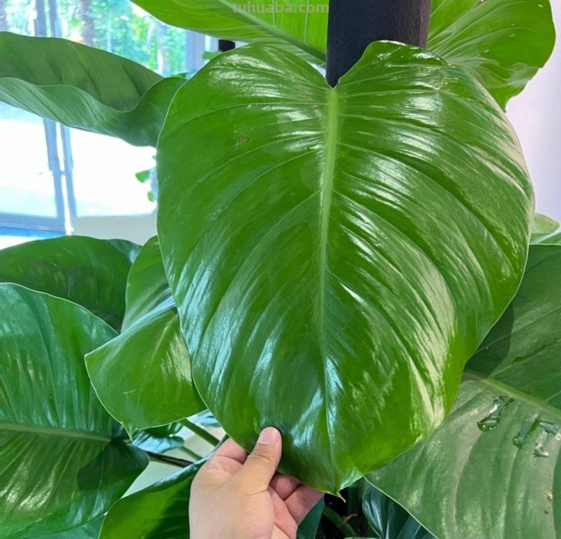 绿萝能晒太阳吗？做好一点，叶片翠绿生长更快，长成茂盛的小森林