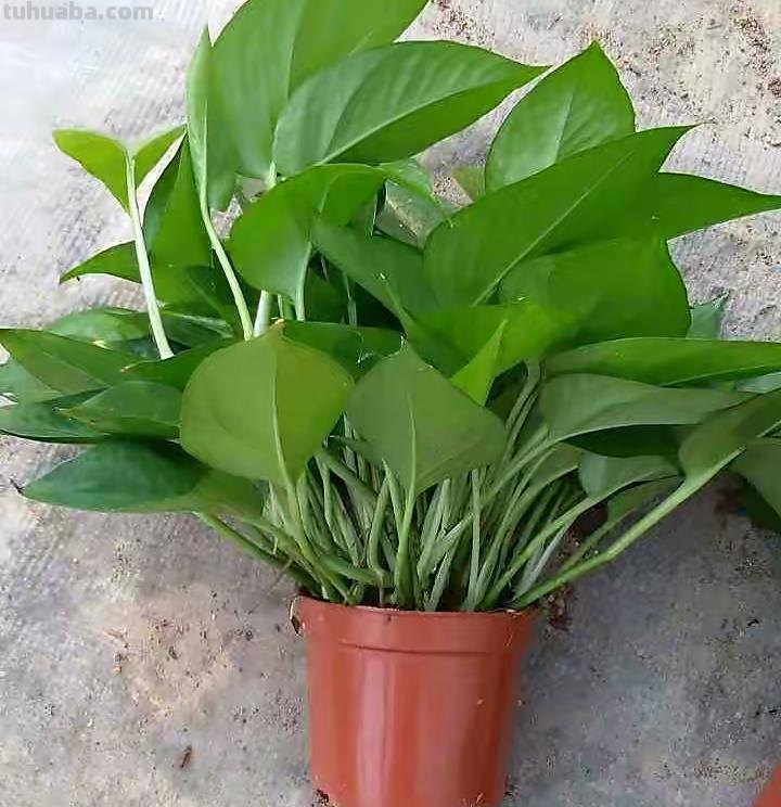 绿萝能晒太阳吗？做好一点，叶片翠绿生长更快，长成茂盛的小森林