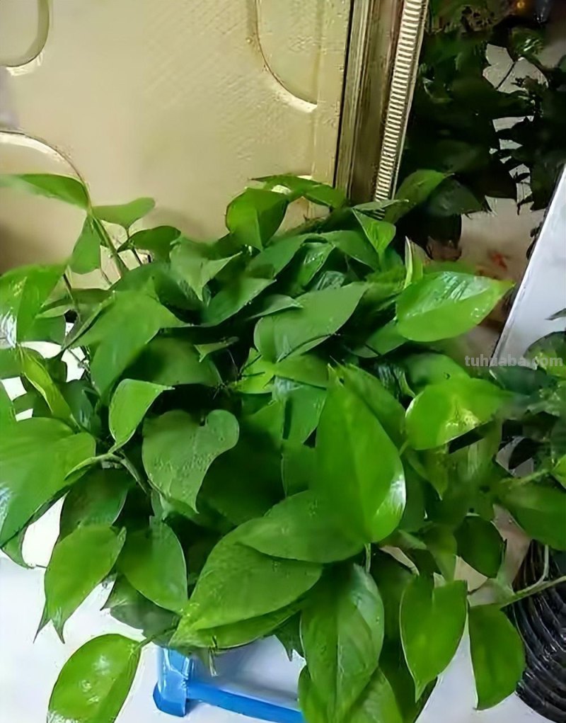 绿萝能晒太阳吗？做好一点，叶片翠绿生长更快，长成茂盛的小森林