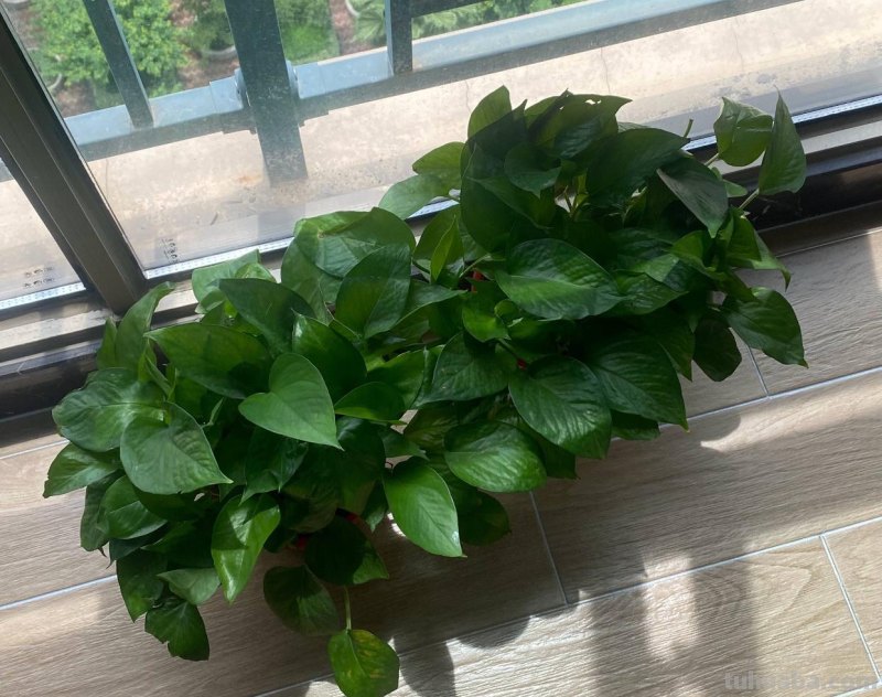 绿萝能晒太阳吗？做好一点，叶片翠绿生长更快，长成茂盛的小森林