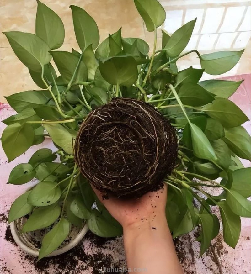 绿萝能晒太阳吗？做好一点，叶片翠绿生长更快，长成茂盛的小森林