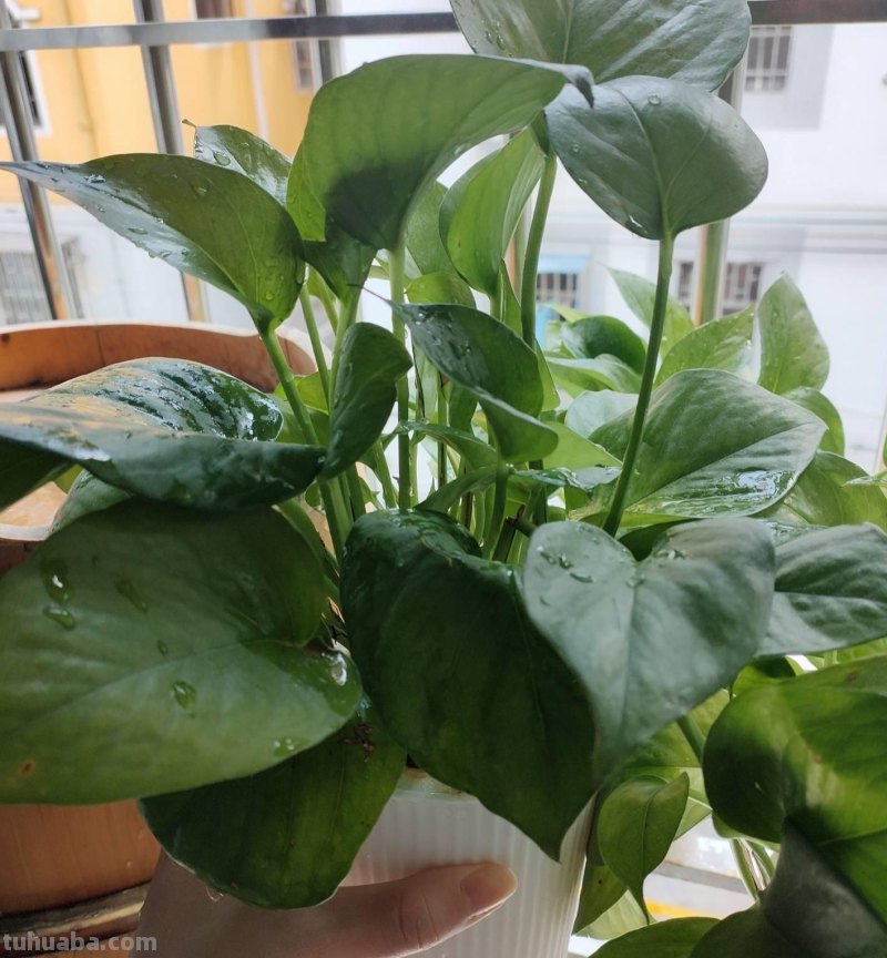 绿萝能晒太阳吗？做好一点，叶片翠绿生长更快，长成茂盛的小森林