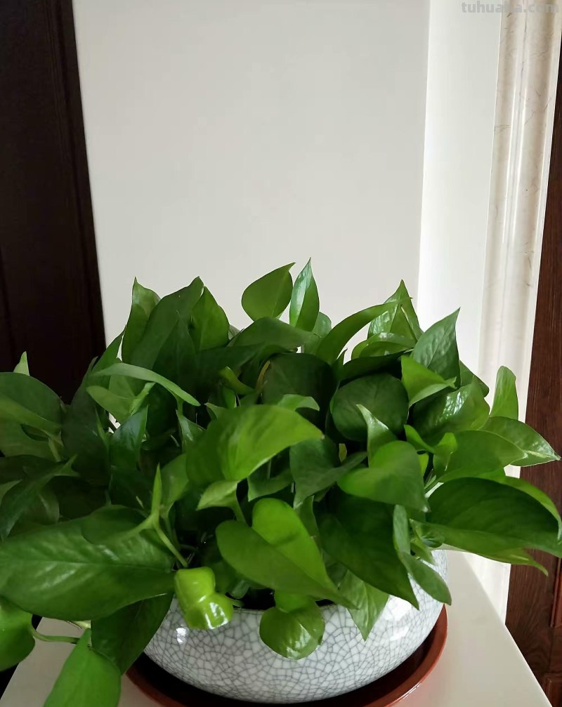 绿萝能晒太阳吗？做好一点，叶片翠绿生长更快，长成茂盛的小森林