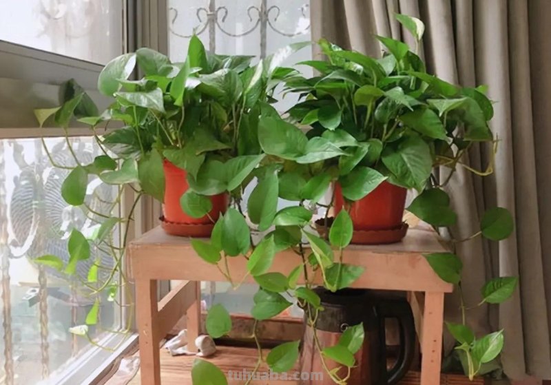 冬天养绿萝，牢记3点，顺利过冬，春天长满盆，爬藤快，长满墙