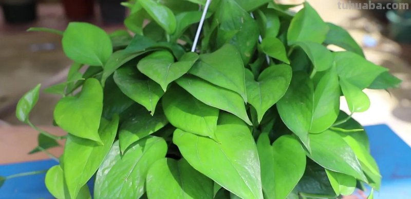 冬天养绿萝，牢记3点，顺利过冬，春天长满盆，爬藤快，长满墙