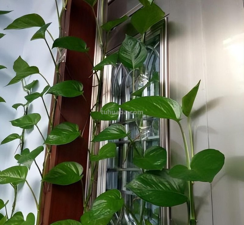 冬天养绿萝，牢记3点，顺利过冬，春天长满盆，爬藤快，长满墙