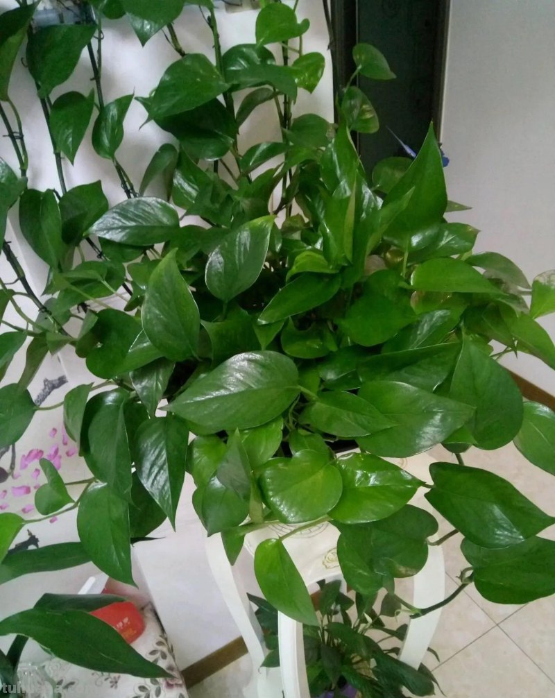 冬天养绿萝，牢记3点，顺利过冬，春天长满盆，爬藤快，长满墙