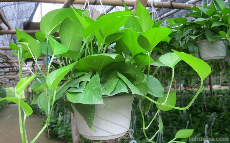 冬天养绿萝，牢记3点，顺利过冬，春天长满盆，爬藤快，长满墙