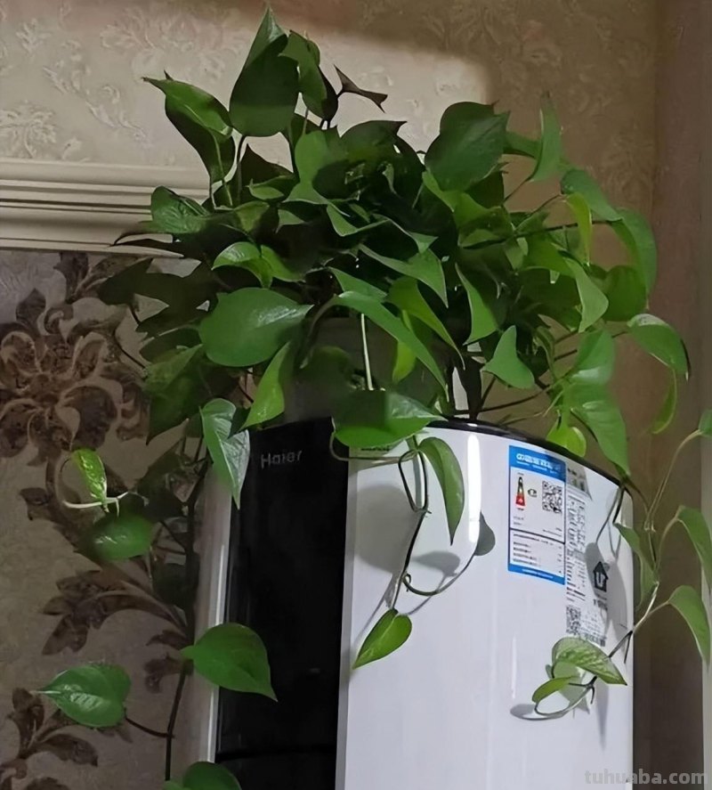 冬天养绿萝，牢记3点，顺利过冬，春天长满盆，爬藤快，长满墙