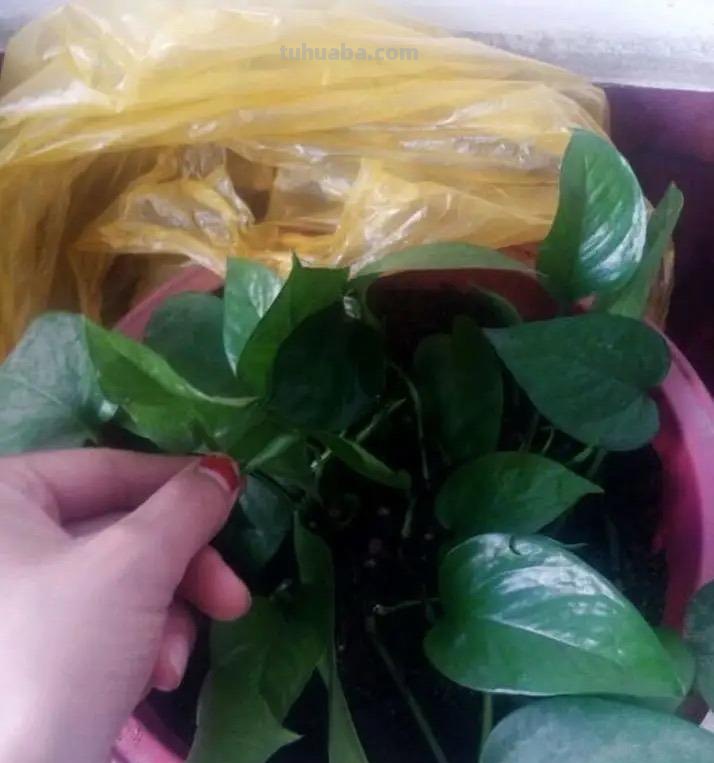 冬天养绿萝，牢记3点，顺利过冬，春天长满盆，爬藤快，长满墙