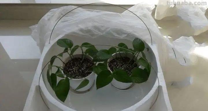 冬天养绿萝，牢记3点，顺利过冬，春天长满盆，爬藤快，长满墙