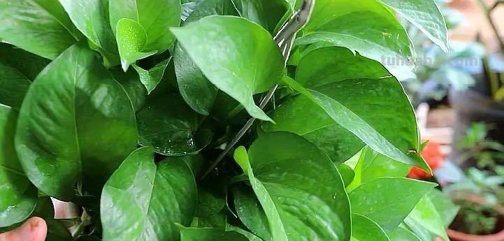 冬天养绿萝，牢记3点，顺利过冬，春天长满盆，爬藤快，长满墙