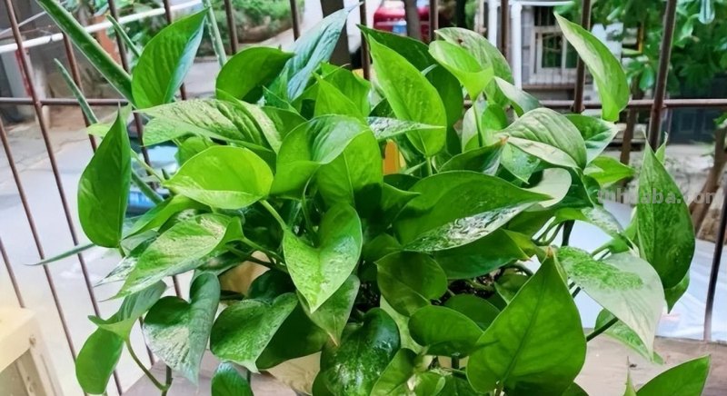 冬天养绿萝，牢记3点，顺利过冬，春天长满盆，爬藤快，长满墙