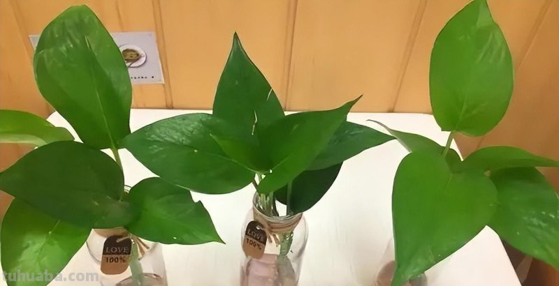 冬天养绿萝，牢记3点，顺利过冬，春天长满盆，爬藤快，长满墙