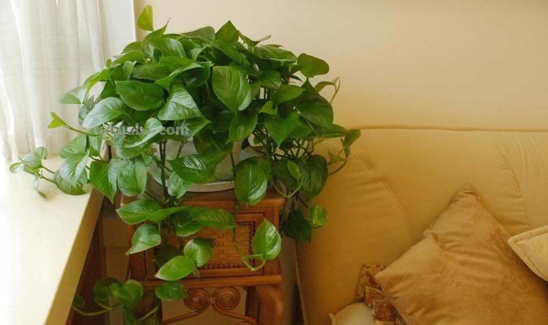 冬天养绿萝，牢记3点，顺利过冬，春天长满盆，爬藤快，长满墙