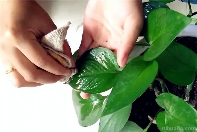 冬天养绿萝，牢记3点，顺利过冬，春天长满盆，爬藤快，长满墙