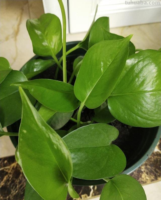 冬天养绿萝，牢记3点，顺利过冬，春天长满盆，爬藤快，长满墙