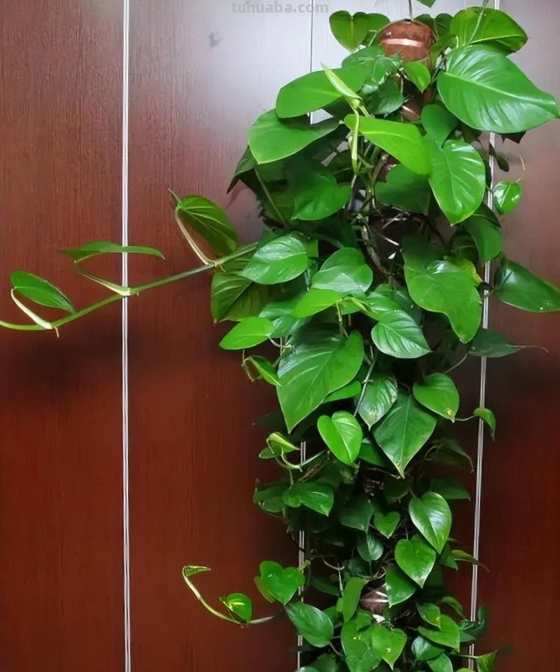 冬天养绿萝，牢记3点，顺利过冬，春天长满盆，爬藤快，长满墙
