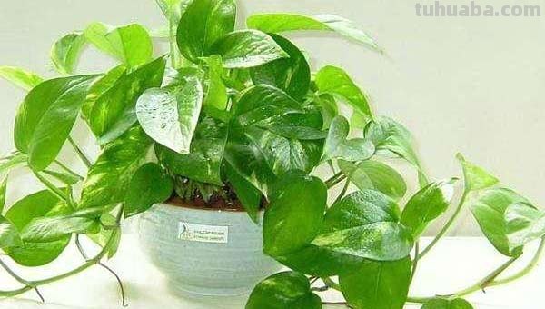 “生命之花”绿萝的养植攻略