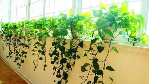 “生命之花”绿萝的养植攻略