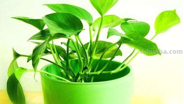 “生命之花”绿萝的养植攻略