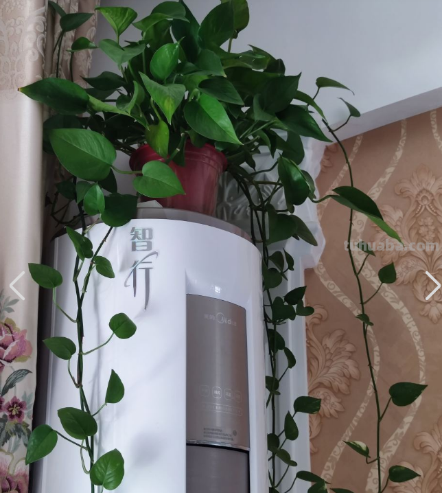 都说绿萝好养，怎么我养的就没有同事的长得好？