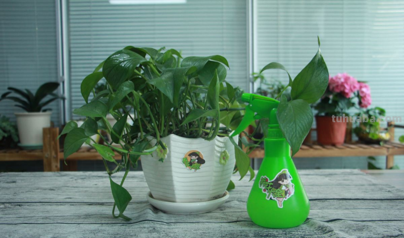 都说绿萝好养，怎么我养的就没有同事的长得好？