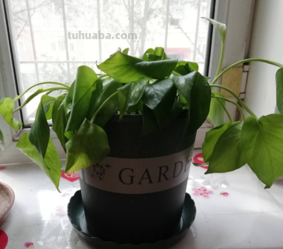 都说绿萝好养，怎么我养的就没有同事的长得好？