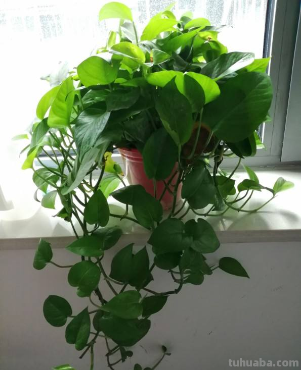 都说绿萝好养，怎么我养的就没有同事的长得好？