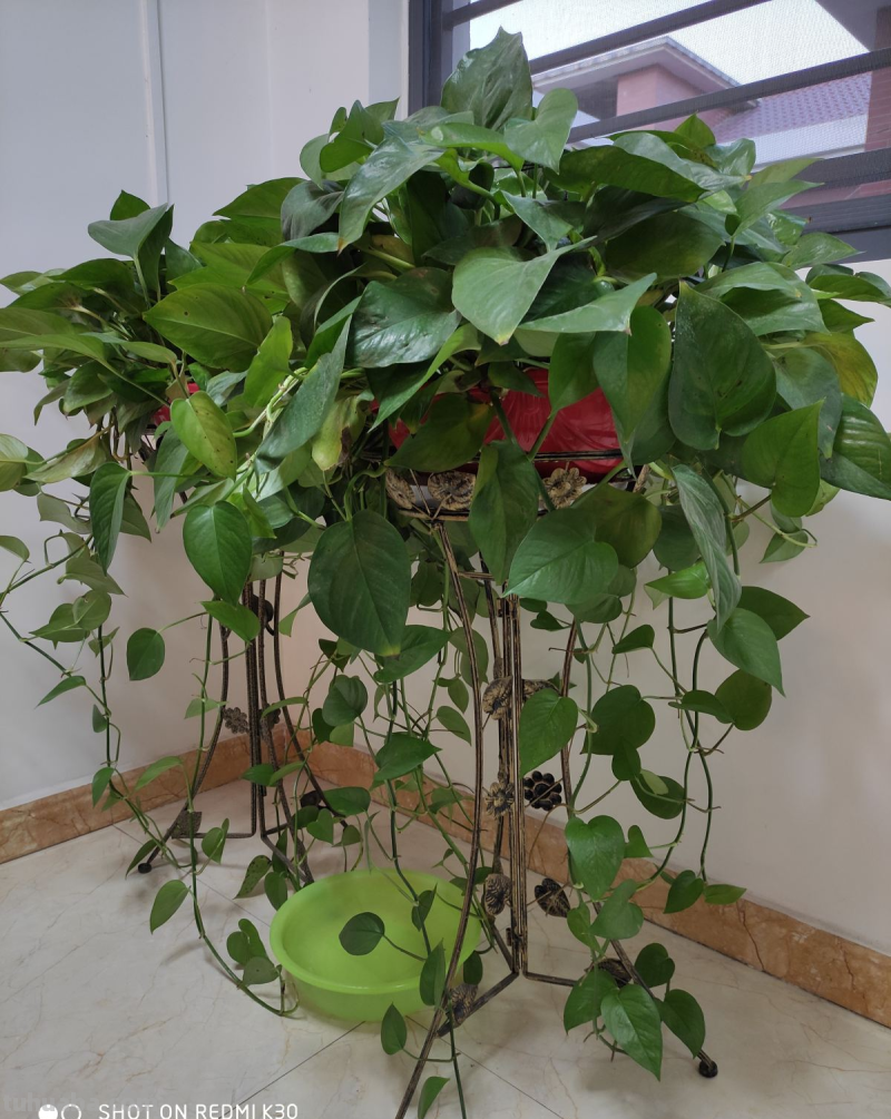 都说绿萝好养，怎么我养的就没有同事的长得好？