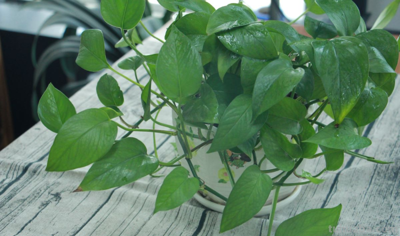 都说绿萝好养，怎么我养的就没有同事的长得好？