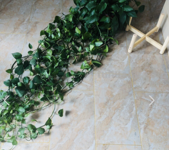 都说绿萝好养，怎么我养的就没有同事的长得好？