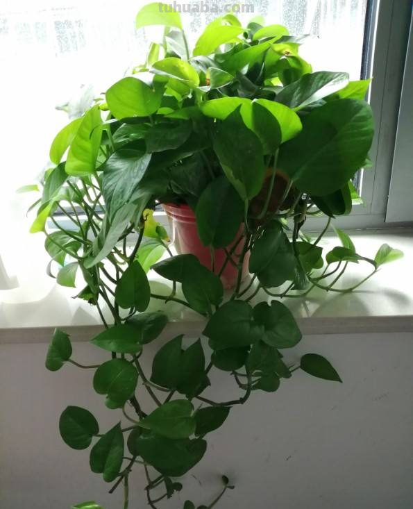 都说绿萝好养，怎么我养的就没有同事的长得好？