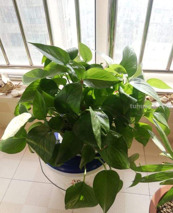 都说绿萝好养，怎么我养的就没有同事的长得好？