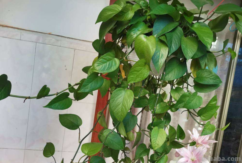 都说绿萝好养，怎么我养的就没有同事的长得好？